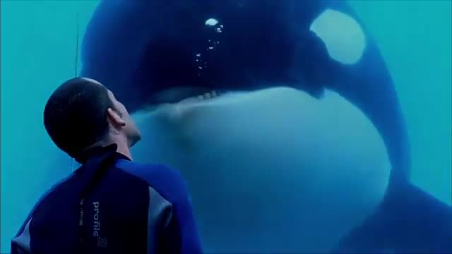 Blackfish 2013 Tilikum